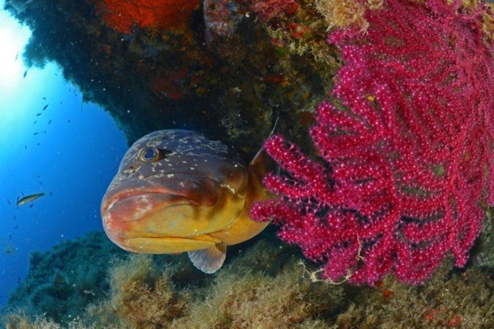 Calvi: PE40 Certificate Diving Lesson With Instructor - Marine Life Exploration