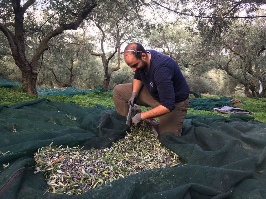 Chania Private Olive Oil Tour: Oil Tasting & Villages Tour - Tour Experience