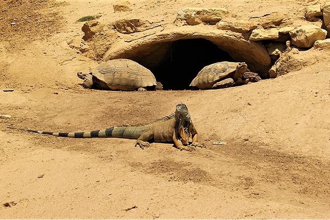 Crocoparc Tour in Agadir - Tour Details