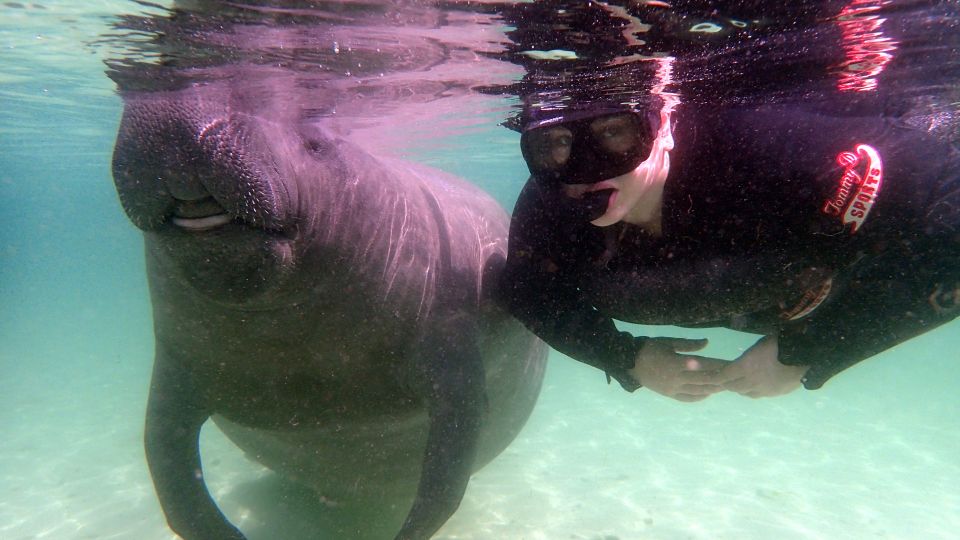 Crystal River: Snorkel With Manatees & Dolphin Airboat Trip - Snorkeling Estuary Wildlife