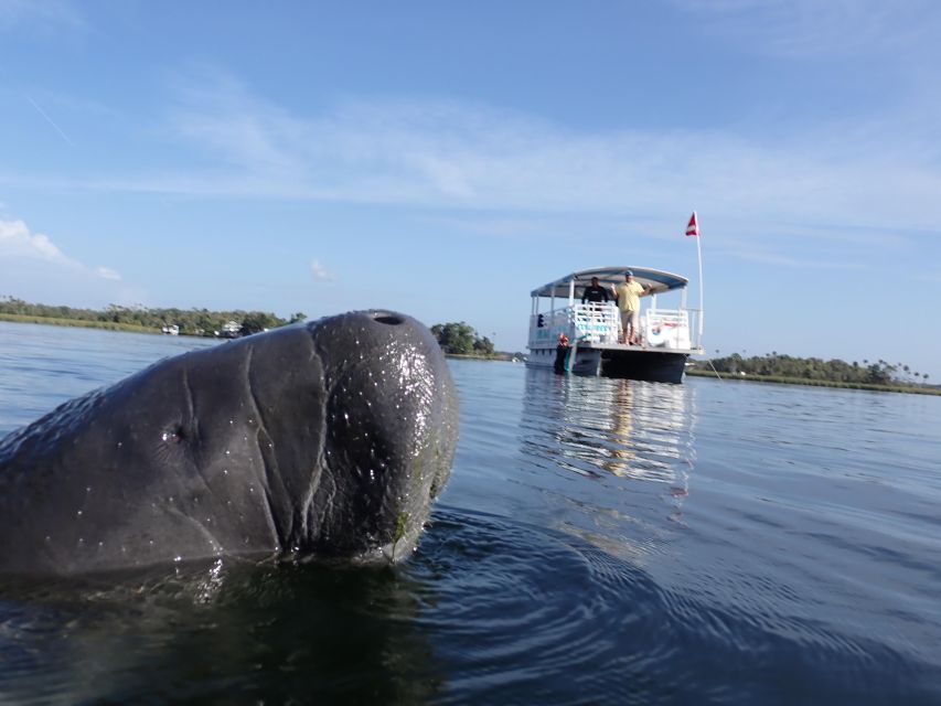 Crystal River: VIP Manatee Swim W/ In-Water Photographer - Group Size and Language