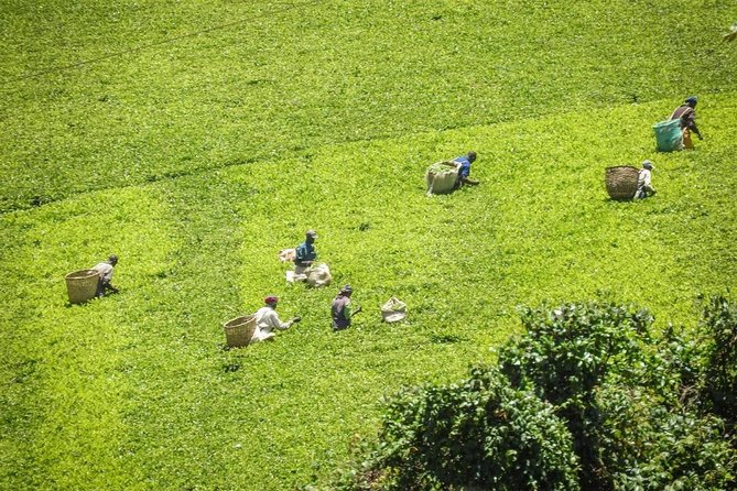 Day Tour To Kiambethu Tea Farm in Limuru - Included Lunch and Drinks