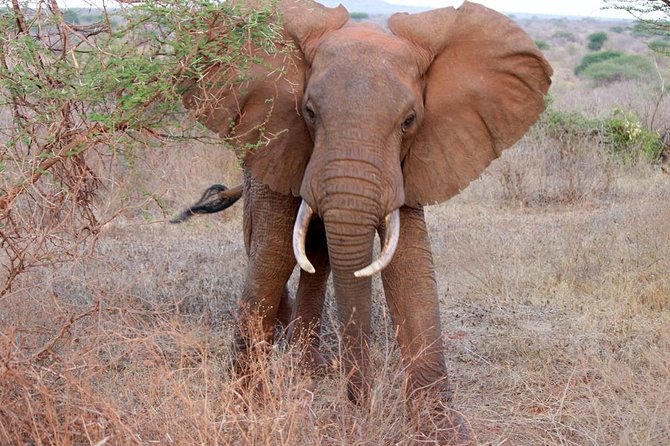 Day Trip - Tsavo East National Park ( Man Eater Lions of Tsavo & Other Big Five) - Spotting the Big Five