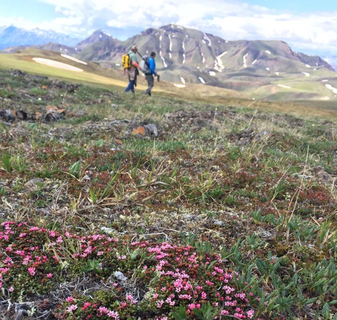 Denali: 5-Hour Guided Wilderness Hiking Tour - Highlights of the Tour