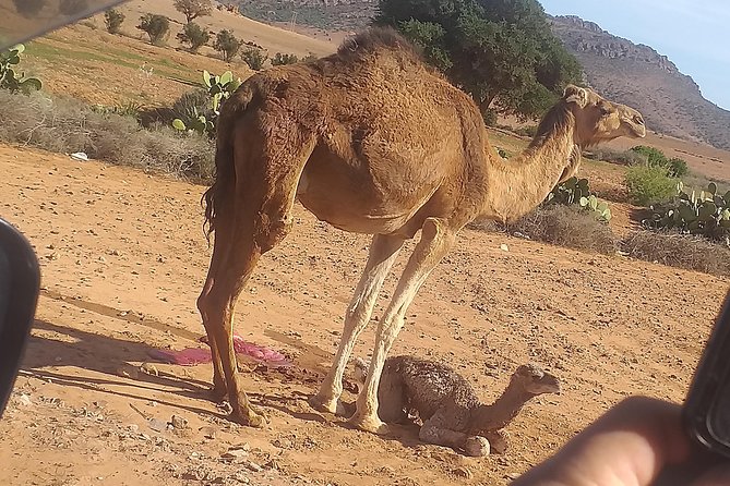 Desert and Wild Beach Day Trip With Meal - Comfortable Transportation Arrangements