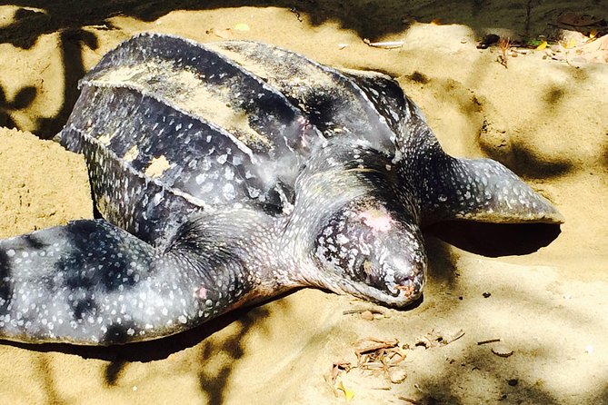 Design Your Own Individual Excursion - Bask on Pigeon Point Beach