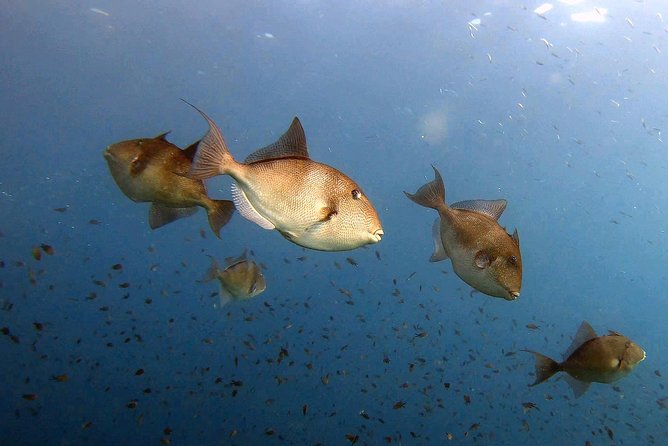 Diving Baptism in the Marine Reserve of Cabo Tiñoso - Location and Highlights