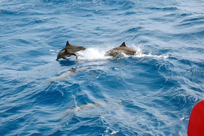 Dolphin House Royal VIP Snorkeling Sea Trip, Lunch, Water Sports - Hurghada - Pickup and Drop-off