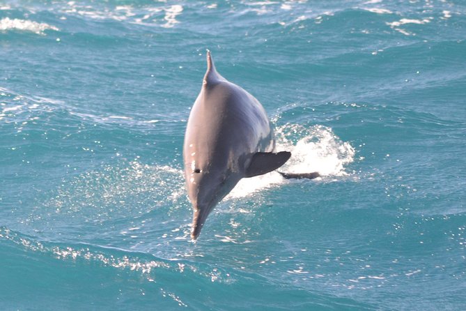 Dolphin House Royal VIP Special Day Snorkeling Sea Trip With Lunch - Hurghada - Guest Feedback and Host Response