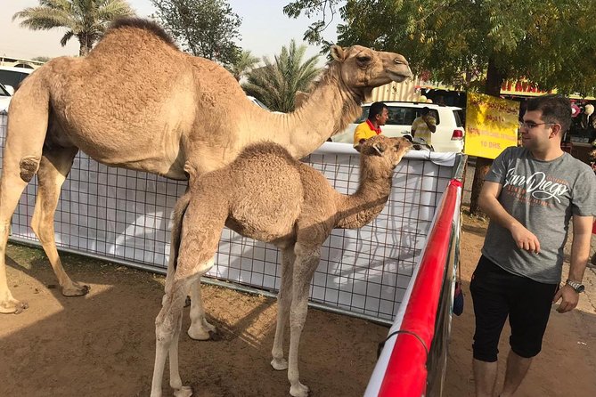 Dubai Desert Safari With BBQ Dinner, Sandboarding, Camels & Shows - Recommendations and Restrictions