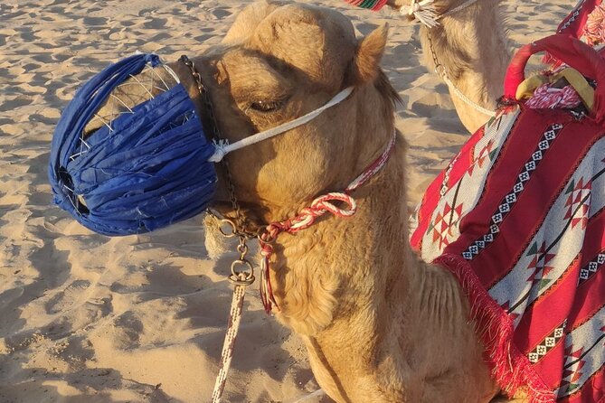 Dubai Half Day Desert Safari Tour With Quad Bike, Camel Ride & BBQ Dinner - Pickup and Logistics