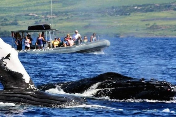 Eye-Level Whale Watching Eco-Raft Tour From Lahaina, Maui - Tour Schedule and Duration