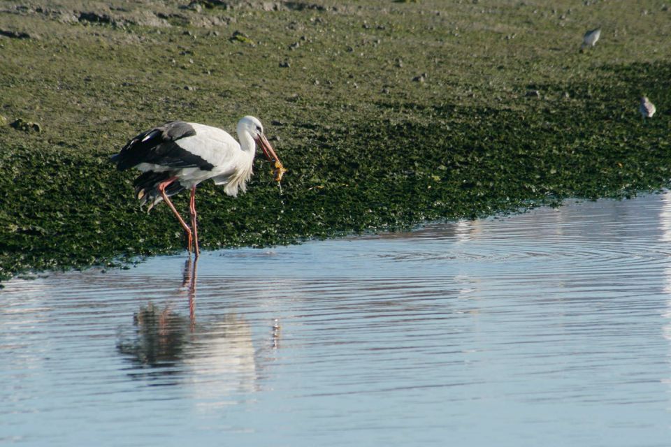 Faro: Eco-Friendly Ria Formosa Bird Watching in Solar Boat - Tour Details and Inclusions