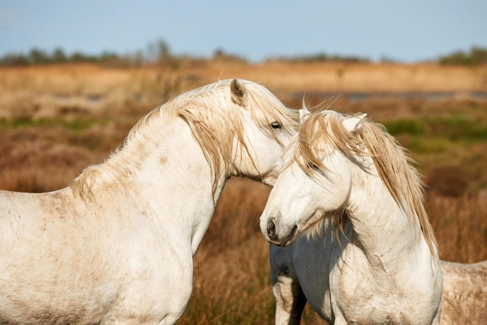 From Avignon: Camargue Tour With Pont De Gau Bird Park Entry - Itinerary Details