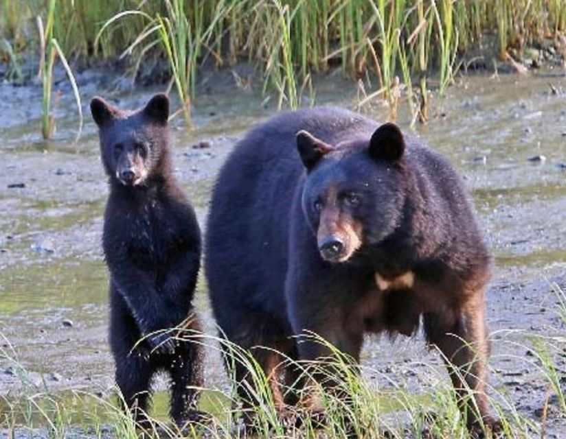 From Ketchikan: Potlatch Totem Park and Herring Cove Tour - Whats Included