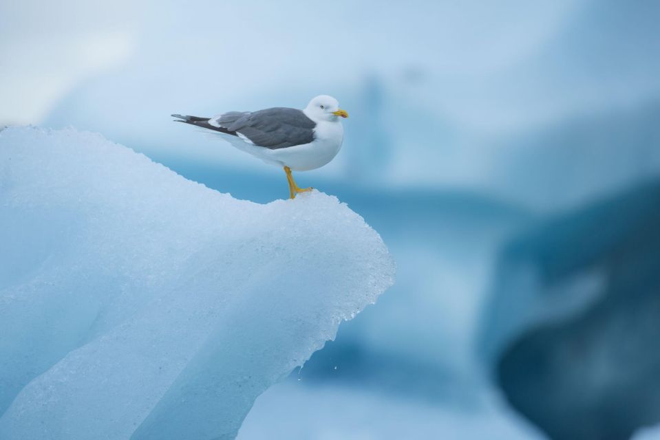 From Reykjavik: Jökulsárlón Glacier Lagoon and Diamond Beach - Glacial Lagoon Exploration