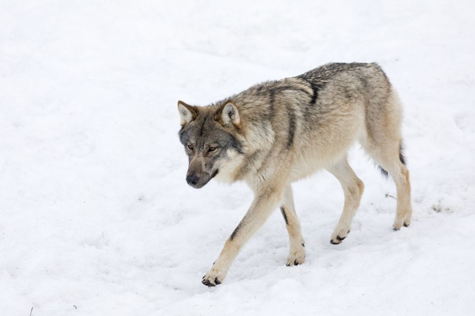 From Rovaniemi: Ranua Wildlife Park Experience - Buffet Lunch at the Zoo