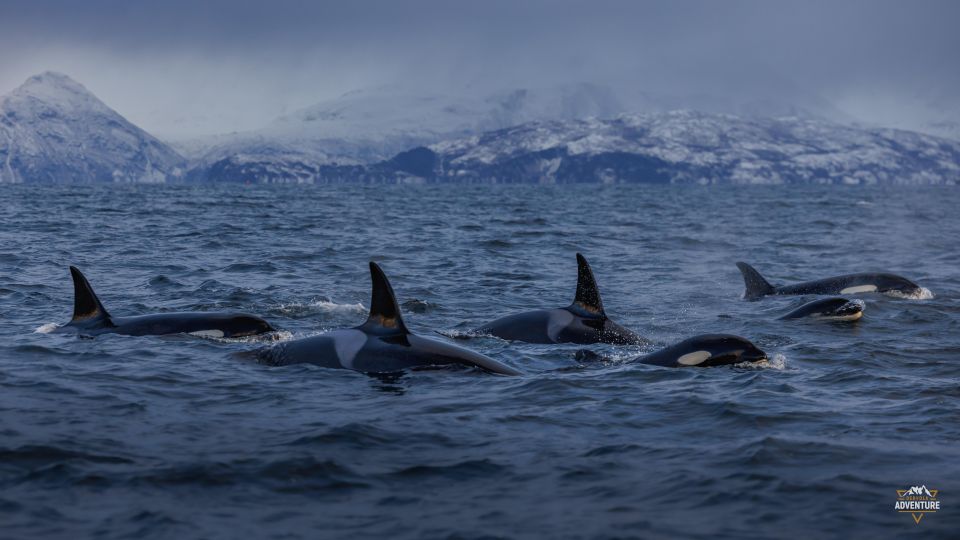 From Skjervøy: Whale Watching in a Heated Cabin Cruiser - Included