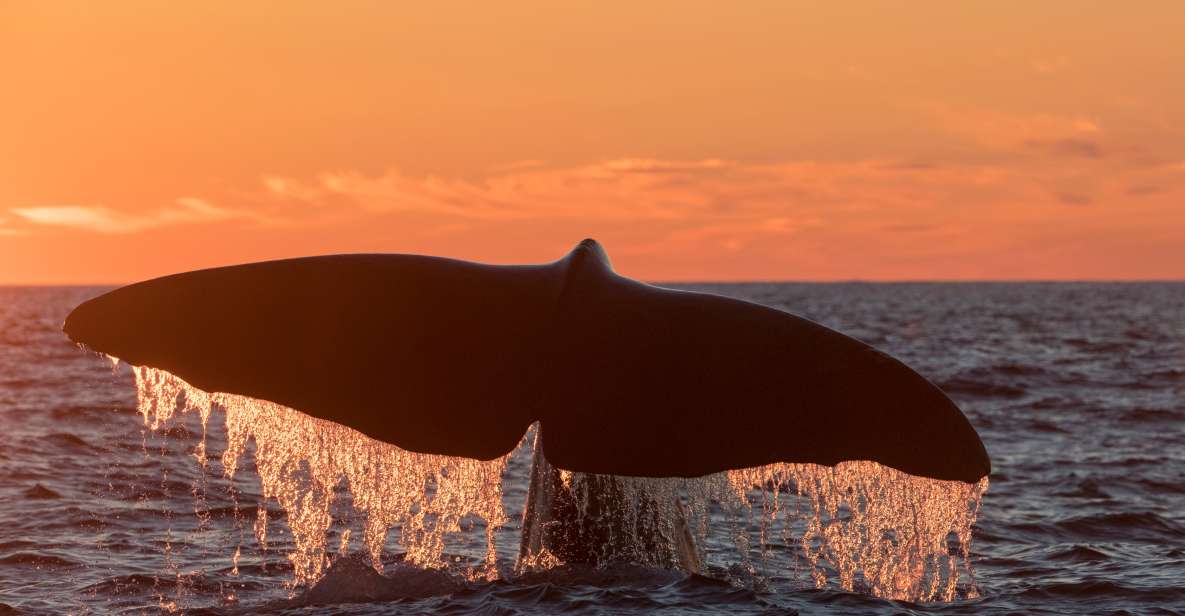 From Svolvaer: Whale Watching Day Trip to Andenes - Whale Watching Experience