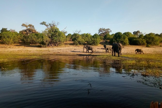 From Victoria Falls: Chobe National Park Small Group Tour - Cancellation Policy