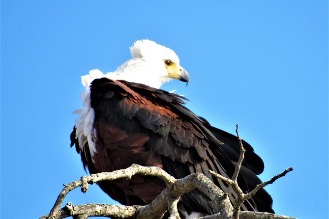 Full-Day Kruger National Park Safari - Included Features