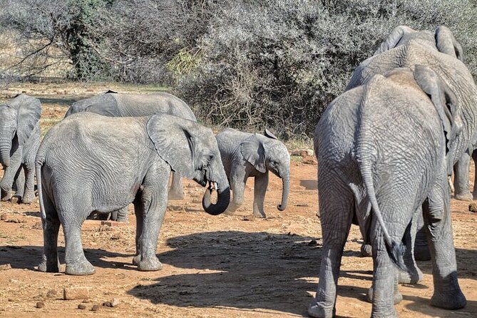 Full-Day Shared Kruger National Park Safari From Hoedspruit - Participation Details