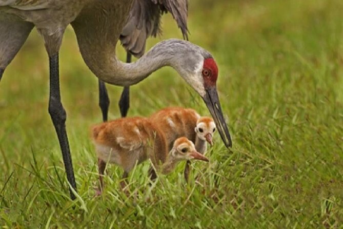 Grand Teton Wildlife Safari in a Enclosed or Open-Air Vehicle (Season Dependent) - Exploring Rugged Terrain and Landmarks