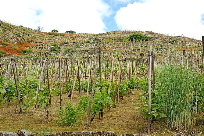 Guided Day Tour and Wine Tasting Northern Rhône Valley - Tour Experience and Highlights