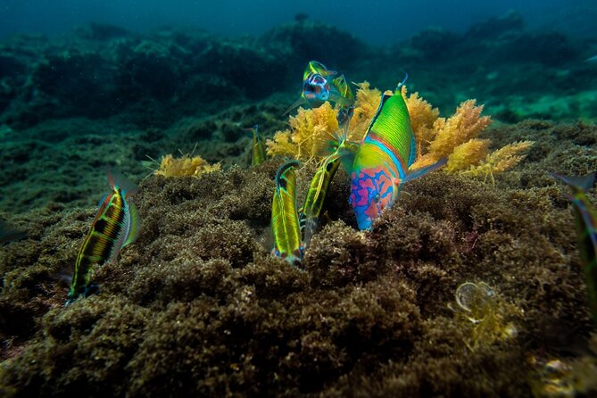 Guided Snorkel Experience - Transportation