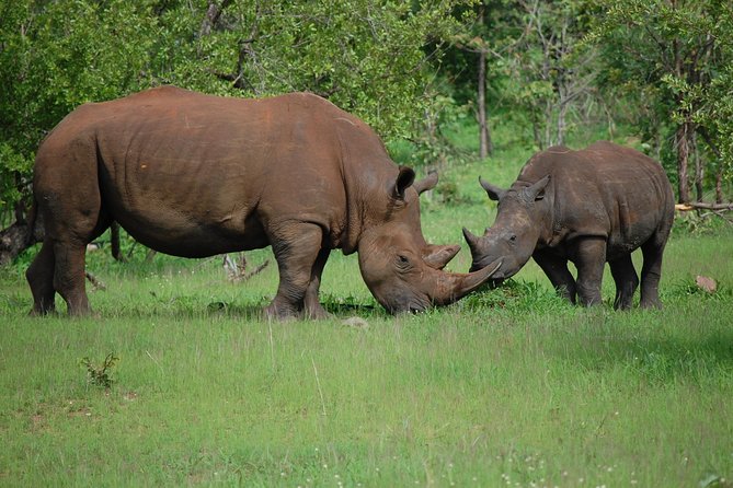 Half-Day Nature Walk in Mosi-Oa-Tunya National Park From Livingstone - Tour Requirements