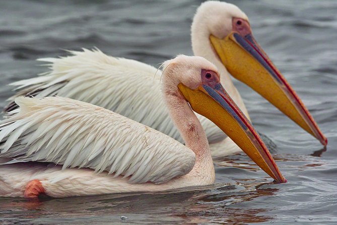 Highlights of Walvis Bay Guided 1/2 Day Tour (Shore Excursion) - Activity Details