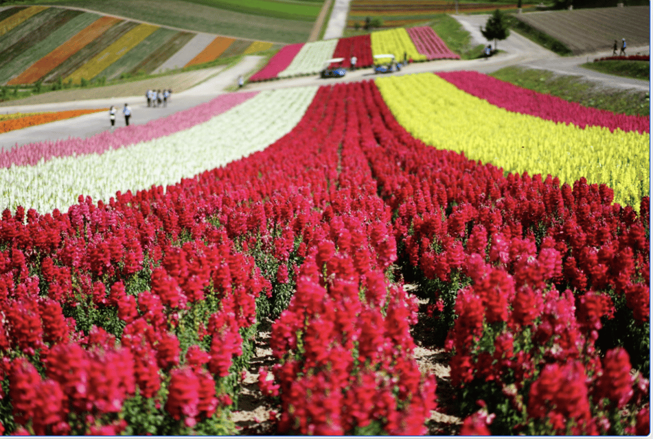 Hokkaido Furano Tomita Farm Tour Review - Included Amenities