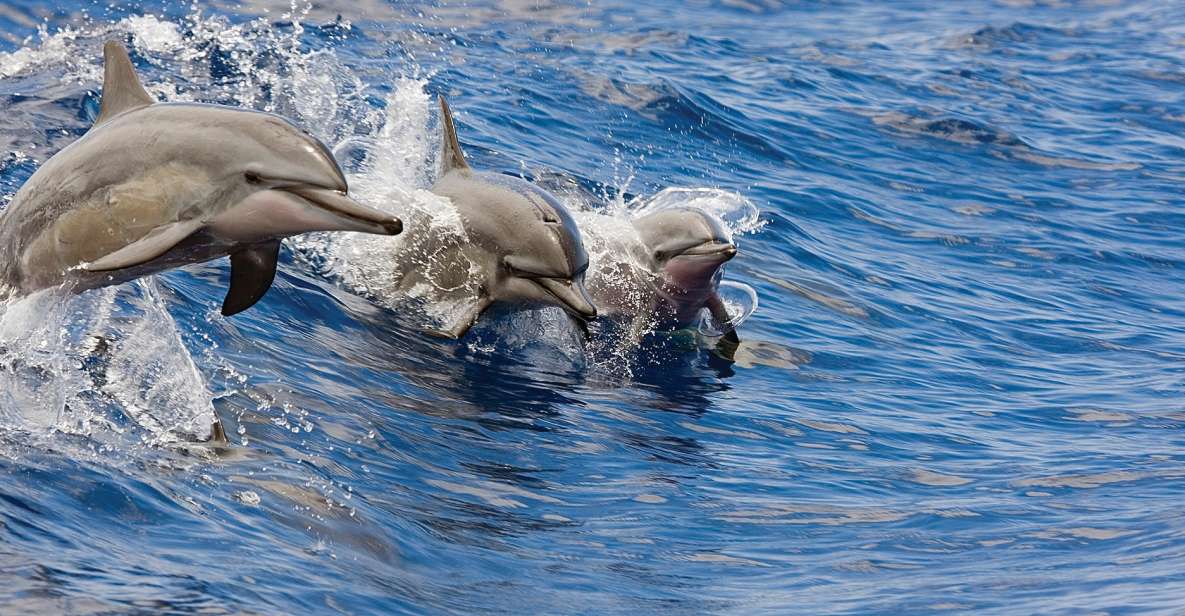 Honokohau: Kona Snorkel and Sail With Drinks and Snacks - Snorkeling in Crystal-Clear Waters