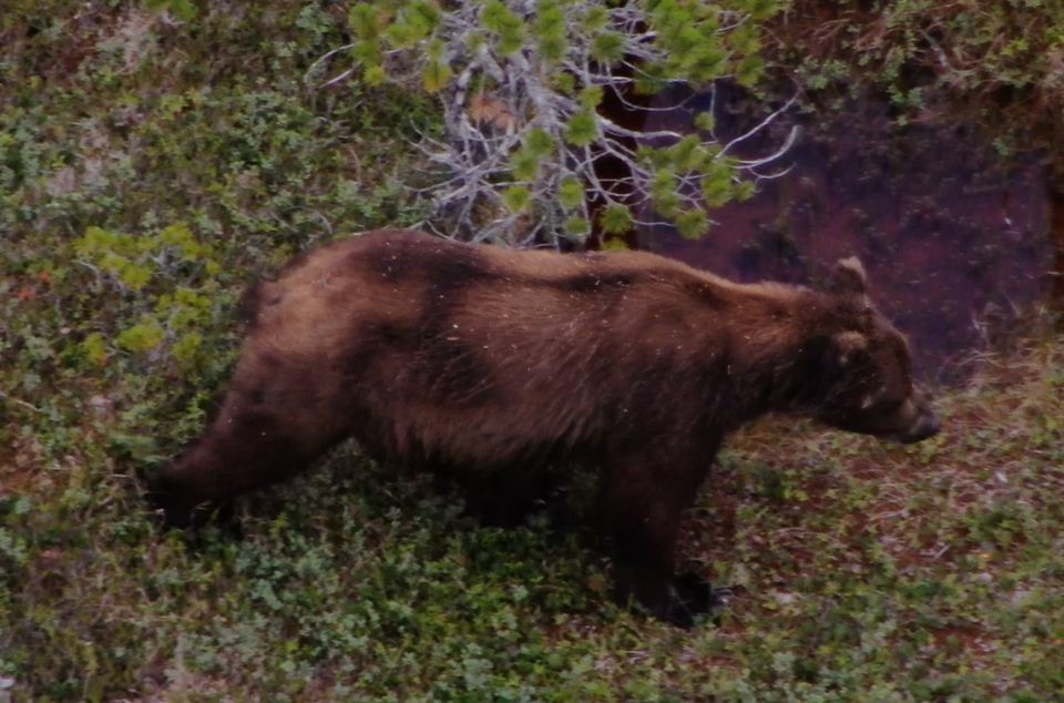 Hoonah: Icy Strait Whale Watch With Drone Filmography - Inclusions