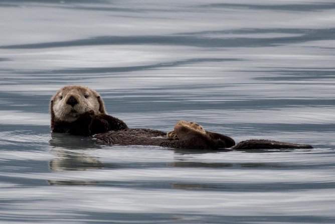 Kenai Fjords and Resurrection Bay Half-Day Wildlife Cruise - Notable Natural Sights