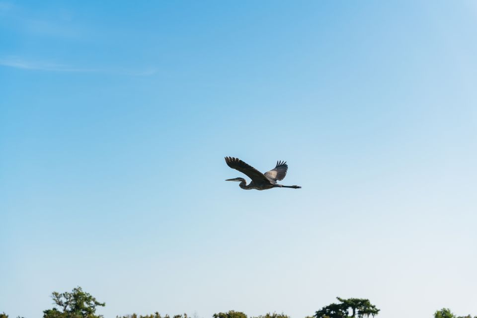 Kissimmee: 1-Hour Airboat Everglades Adventure Tour - Inclusions and Amenities