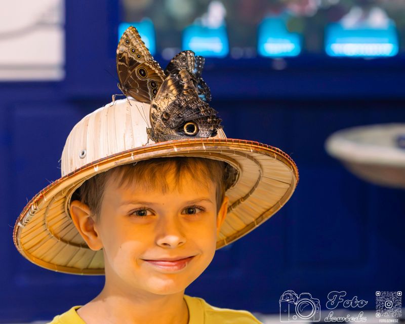 Krakow: Living Butterfly Museum - Interactive Experiences and Attractions