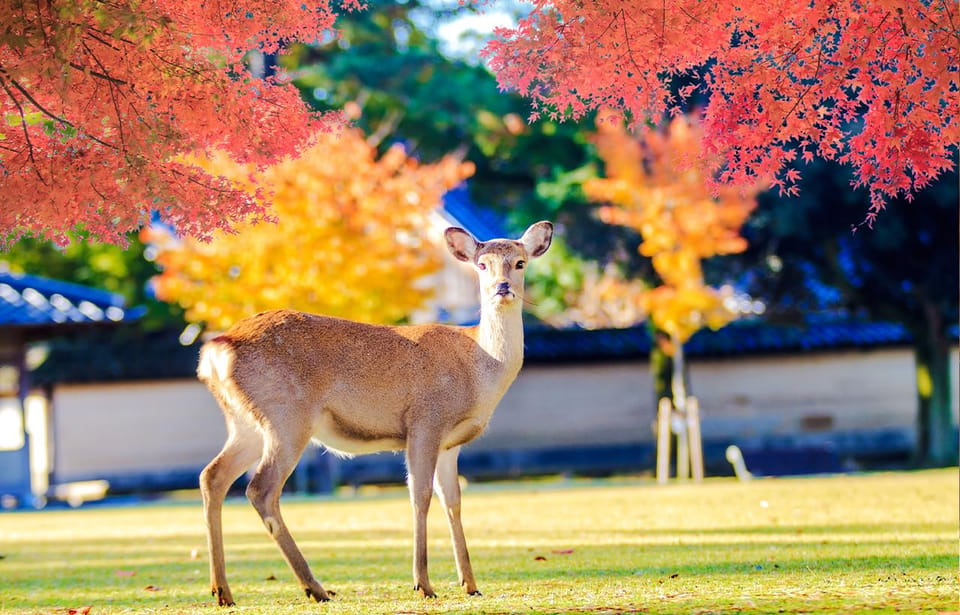 Kyoto and Nara UNESCO Highlights Full-day Tour From Osaka - Kiyomizu-dera Temple