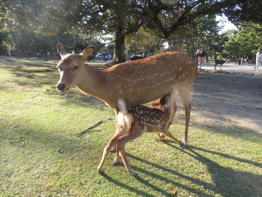 Kyoto-Nara: Giant Buddha, Deer Pagoda Geisha (Italian) - Tour Features