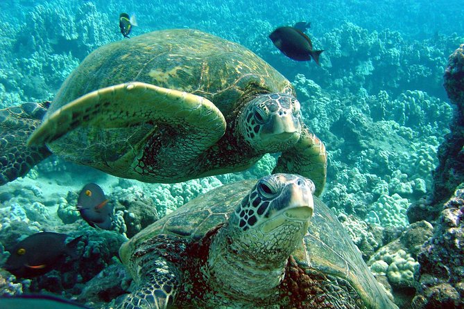 Makena Turtle Town Eco Adventure in Maui - Included Activities and Equipment