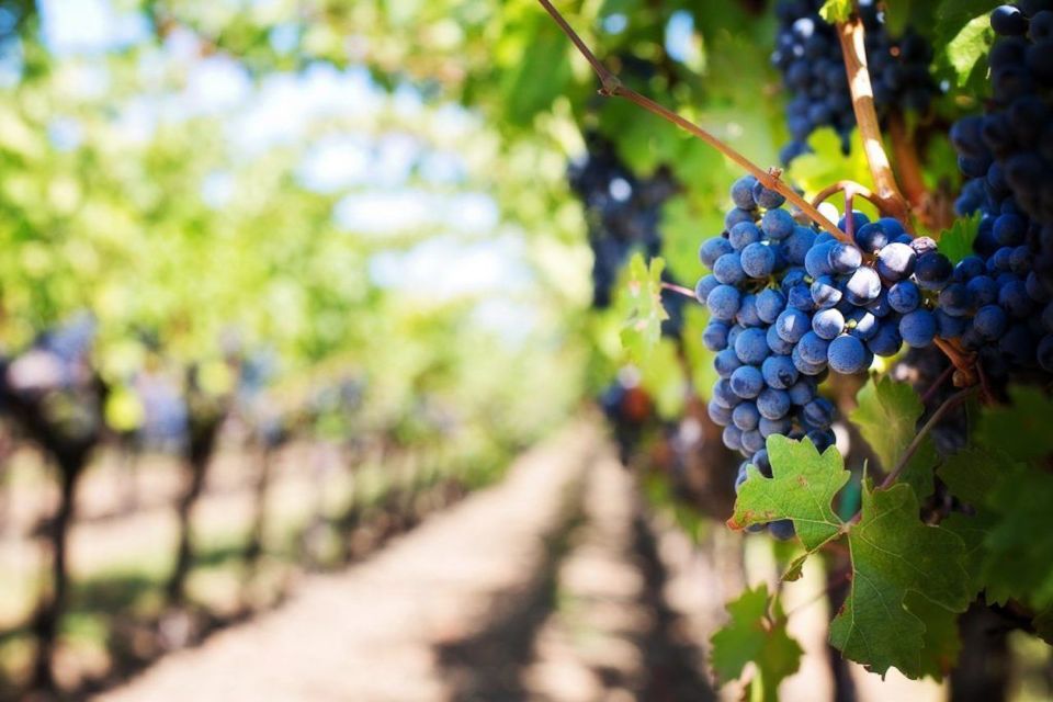 Malibu Wineries Private Group Tour - Scenic Coastal Drives