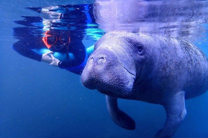 Manatee Swim Tour With in Water Photographer - Customer Feedback and Highlights