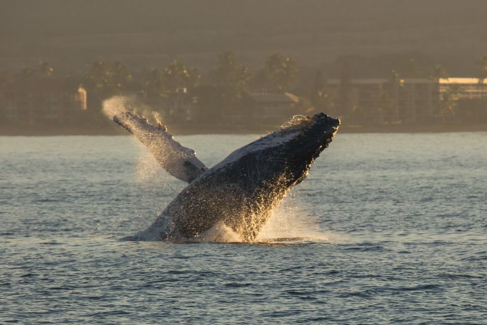 Maui: Deluxe Whale Watch Sail & Lunch From Ma`Alaea Harbor - Marine Naturalist Program