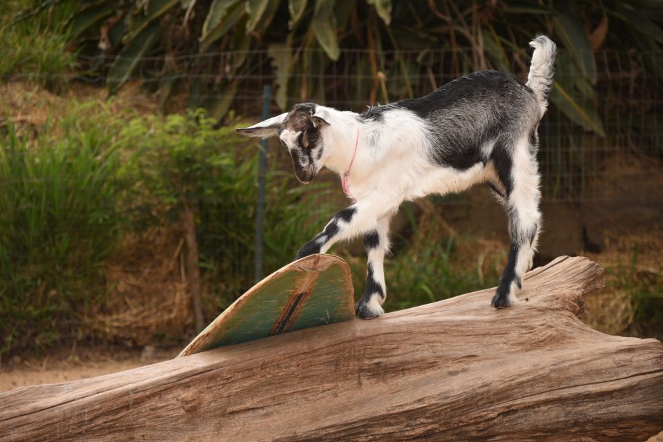 Maui: Goat Farm, Distillery, & Glass-Blowing Tour W/ Tasting - Exploring the Goat Farm