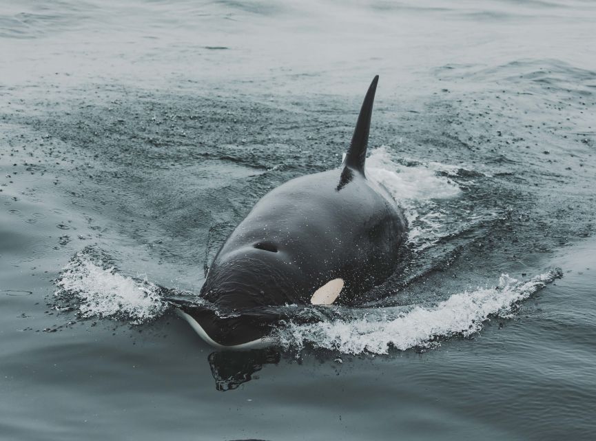 Monterey: Sunset Whale Watching Cruise With a Guide - Educational Experience