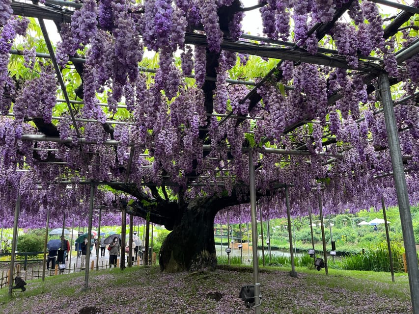 Most Beautiful Great Wisteria in the World - Award-Winning Illumination Spectacle