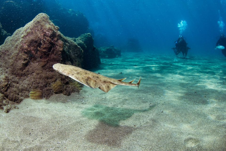 Museo Atlantico: Diving Class for Non-Certified Divers - Diving Experience Details