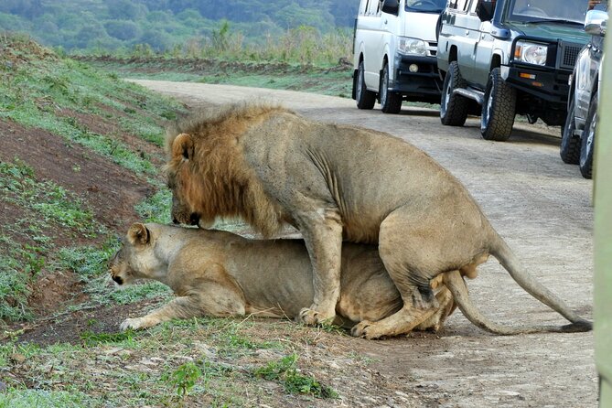 Nairobi National Park Drive (Small Group Tour) - Tour Details