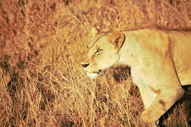 Nairobi National Park Half Day Tour - Optional Rhino Visit