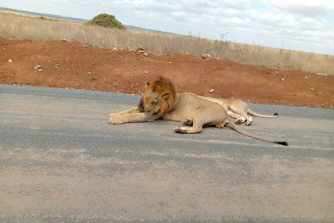 Nairobi National Park Safari With a Visit to Giraffe Center. - Customer Experience